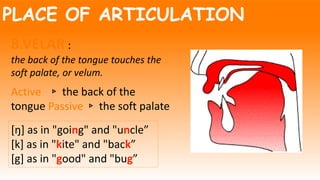 PLACE OF ARTICULATION
8.VELAR :
the back of the tongue touches the
soft palate, or velum.
Active ▹ the back of the
tongue Passive ▹ the soft palate
[ŋ] as in "going" and "uncle”
[k] as in "kite" and "back”
[g] as in "good" and "bug”
 