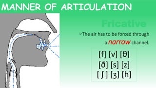 Fricative
▷The air has to be forced through
a narrowchannel.
[f] [v] [θ]
[ð] [s] [z]
[ ʃ ] [ʒ] [h]
MANNER OF ARTICULATION
 
