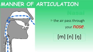 ▷ the air pass through
your nose.
[m] [n] [ŋ]
MANNER OF ARTICULATION
Nasal
 
