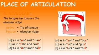 PLACE OF ARTICULATION
4. ALVEOLAR :
The tongue tip touches the
alveolar ridge.
Active ▹ Tip of tongue
Passive ▹ Alveolar ridge
[n] as in "no" and "man”
[t] as in "tab" and "rat”
[d] as in "dip" and "bad”
[s] as in "suit" and "bus”
[z] as in "zit" and "jazz”
[l] as in "luck" and "full"
 