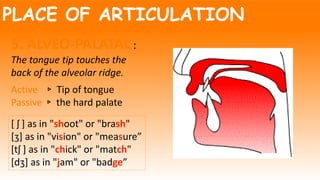PLACE OF ARTICULATION
5. ALVEO-PALATAL :
The tongue tip touches the
back of the alveolar ridge.
Active ▹ Tip of tongue
Passive ▹ the hard palate
[ ʃ ] as in "shoot" or "brash"
[ʒ] as in "vision" or "measure”
[tʃ ] as in "chick" or "match"
[dʒ] as in "jam" or "badge”
 