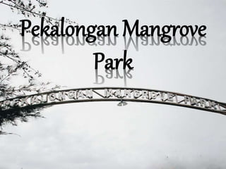 Pekalongan Mangrove
Park
 