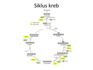 Siklus kreb
 