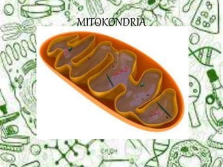 MITOKONDRIA
 