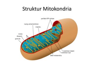 Struktur Mitokondria
 