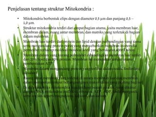 Penjelasan tentang struktur Mitokondria :
• Mitokondria berbentuk elips dengan diameter 0,5 µm dan panjang 0,5 –
1,0 µm.
• Struktur mitokondria terdiri dari empat bagian utama, yaitu membran luar,
membran dalam, ruang antar membran, dan matriks yang terletak di bagian
dalam membran.
• Membran luar terdiri dari protein dan lipid dengan perbandingan yang sama
serta mengandung protein porin yang menyebabkan membran ini bersifat
permeabel terhadap molekul-molekul kecil yang berukuran 6000 Dalton
• Membran dalam yang kurang permeabel dibandingkan membran luar terdiri
dari 20% lipid dan 80% protein. Membran ini merupakan tempat utama
pembentukan ATP.
• Membran dalam mengandung protein yang terlibat dalam reaksi fosforilasi
oksidatif
• Ruang antar membran yang terletak di antara membran luar dan membran
dalam merupakan tempat berlangsungnya reaksi-reaksi yang penting bagi sel
• Di dalam matriks mitokondria juga terdapat materi genetik, yang dikenal
dengan DNA mitkondria (mtDNA), ribosom, ATP, ADP, fosfat inorganik
serta ion-ion seperti magnesium, kalsium, dan kalium.
 