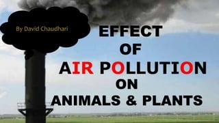 EFFECT
OF
ON
ANIMALS & PLANTS
 