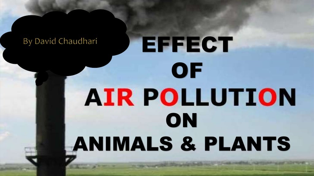 Air pollution effect on animals plants