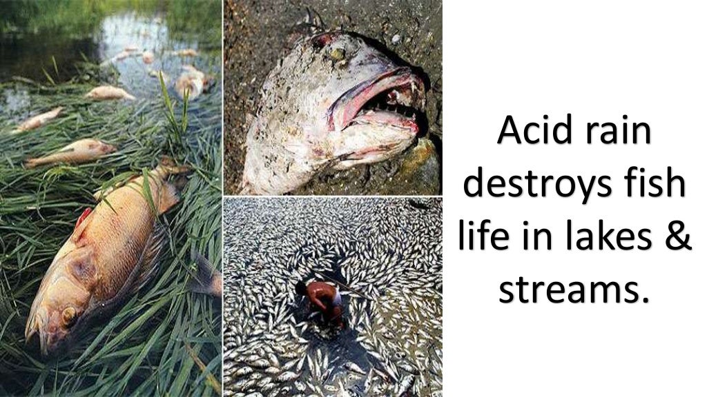 Pollution Effect On Animals