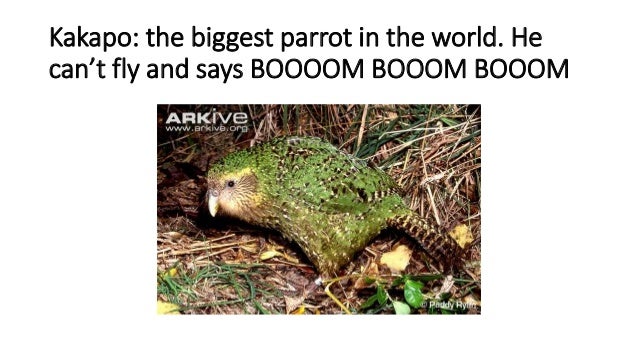 ANIMALS IN NEW ZEALAND