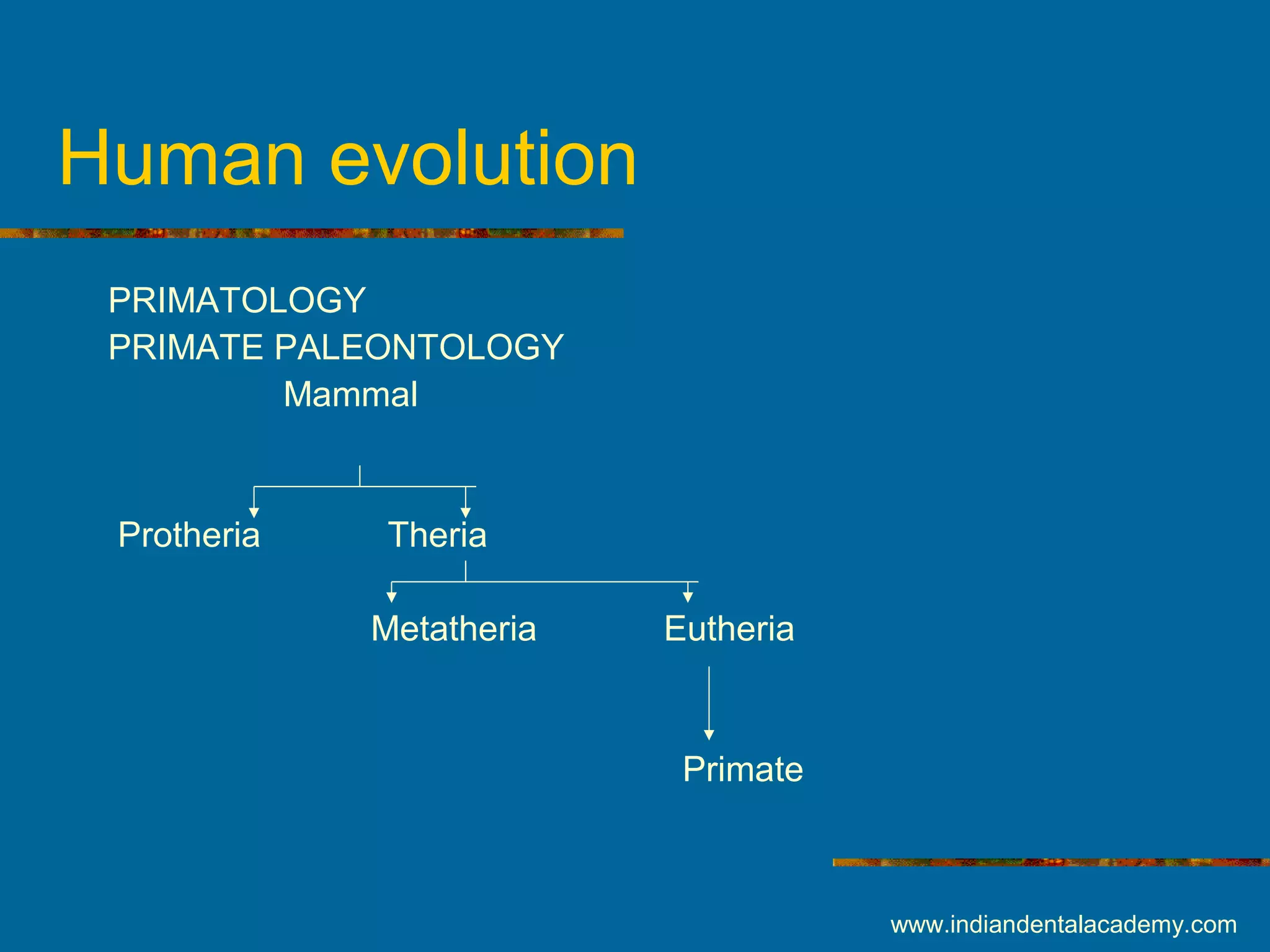 Human evolution
PRIMATOLOGY
PRIMATE PALEONTOLOGY
Mammal
Protheria Theria
Metatheria Eutheria
Primate
www.indiandentalacademy.com
 