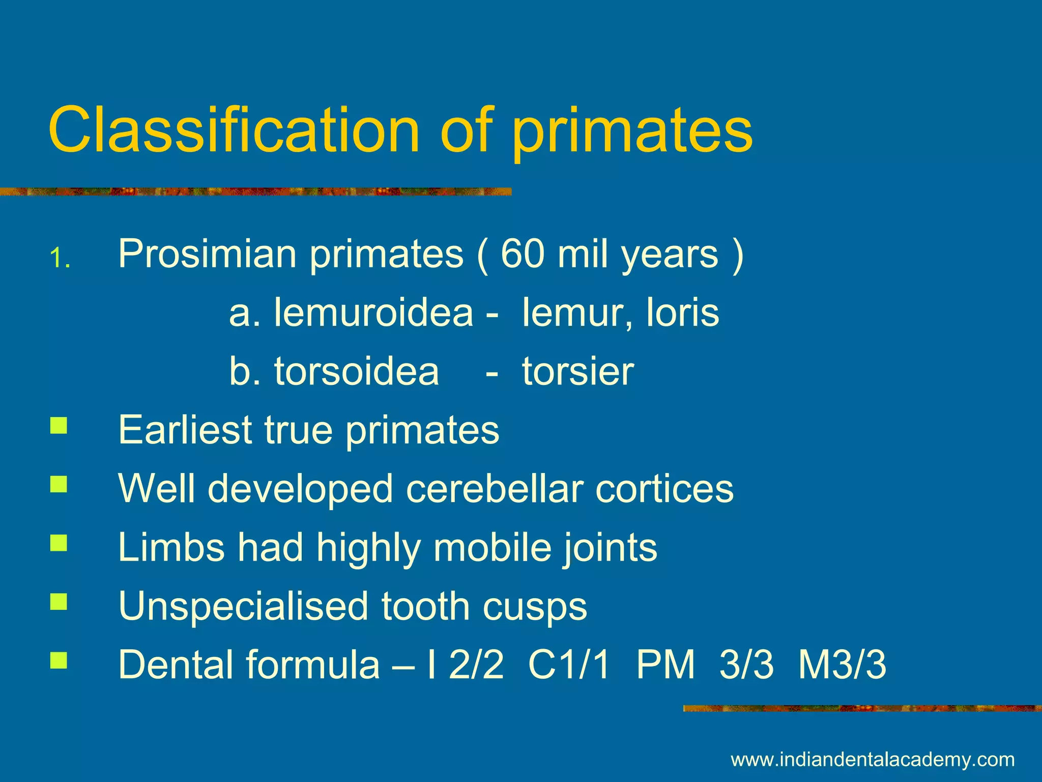 Classification of primates
1. Prosimian primates ( 60 mil years )
a. lemuroidea - lemur, loris
b. torsoidea - torsier
 Earliest true primates
 Well developed cerebellar cortices
 Limbs had highly mobile joints
 Unspecialised tooth cusps
 Dental formula – I 2/2 C1/1 PM 3/3 M3/3
www.indiandentalacademy.com
 