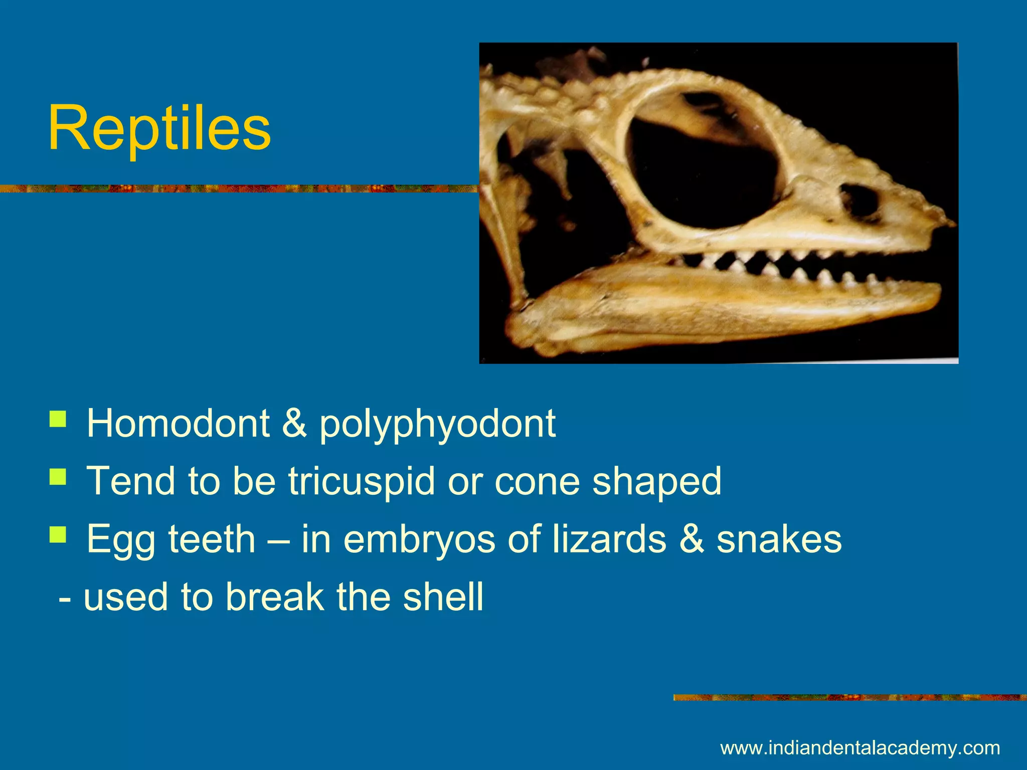 Reptiles
 Homodont & polyphyodont
 Tend to be tricuspid or cone shaped
 Egg teeth – in embryos of lizards & snakes
- used to break the shell
www.indiandentalacademy.com
 