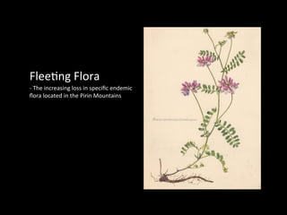 Flee$ng	
  Flora	
  
-­‐	
  The	
  increasing	
  loss	
  in	
  speciﬁc	
  endemic	
  	
  
ﬂora	
  located	
  in	
  the	
  Pirin	
  Mountains	
  
 