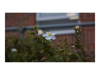 Electronic Portfolio