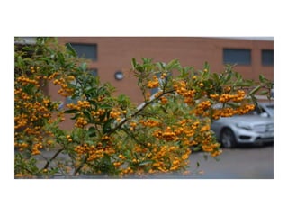 Electronic Portfolio