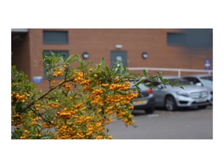 Electronic Portfolio