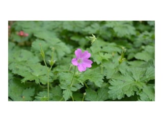 Electronic Portfolio