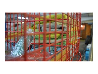 Electronic Portfolio