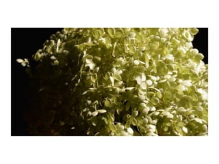 Electronic Portfolio