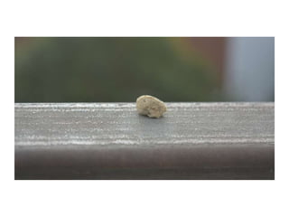 Electronic Portfolio