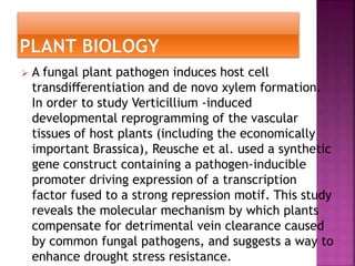  A fungal plant pathogen induces host cell
transdiﬀerentiation and de novo xylem formation.
In order to study Verticillium -induced
developmental reprogramming of the vascular
tissues of host plants (including the economically
important Brassica), Reusche et al. used a synthetic
gene construct containing a pathogen-inducible
promoter driving expression of a transcription
factor fused to a strong repression motif. This study
reveals the molecular mechanism by which plants
compensate for detrimental vein clearance caused
by common fungal pathogens, and suggests a way to
enhance drought stress resistance.
 