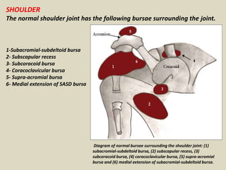 SHOULDER
The normal shoulder joint has the following bursae surrounding the joint.
1-Subacromial-subdeltoid bursa
2- Subscapular recess
3- Subcoracoid bursa
4- Coracoclavicular bursa
5- Supra-acromial bursa
6- Medial extension of SASD bursa
Diagram of normal bursae surrounding the shoulder joint: (1)
subacromial-subdeltoid bursa, (2) subscapular recess, (3)
subcoracoid bursa, (4) coracoclavicular bursa, (5) supra-acromial
bursa and (6) medial extension of subacromial-subdeltoid bursa.
 