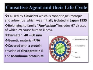 Causative Agent and their Life Cycle
Caused by Flavivirus which is zoonotic,neurotorpic
and arbovirus which was initially isolated in Japan 1935
Belonging to family “Flaviviridae” includes 67 viruses
of which 29 cause human illness.
Diameter : 40 – 60 mm
Genetic material-RNA
Covered with a protein
envelop of Glycoprotein E
and Membrane protein M
 