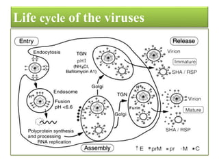 Life cycle of the viruses
 