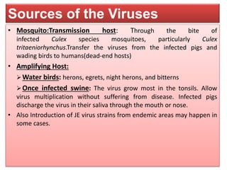 Sources of the Viruses
• Mosquito:Transmission host: Through the bite of
infected Culex species mosquitoes, particularly Culex
tritaeniorhynchus.Transfer the viruses from the infected pigs and
wading birds to humans(dead-end hosts)
• Amplifying Host:
Water birds: herons, egrets, night herons, and bitterns
Once infected swine: The virus grow most in the tonsils. Allow
virus multiplication without suffering from disease. Infected pigs
discharge the virus in their saliva through the mouth or nose.
• Also Introduction of JE virus strains from endemic areas may happen in
some cases.
 