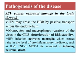 Pathogenesis of the disease
JEV causes neuronal damage in the brain
through-
JEV may cross the BBB by passive transport
across the endothelium.
Monocytes and macrophages -carriers of the
virus in the CNS- deterioration of BBB stability.
JEV infection activates microglia which causes
raise in the level of pro-inflammatory mediators, such
as IL-6, TNF-α, MCP-1 etc. involved in inducing
neuronal death
 
