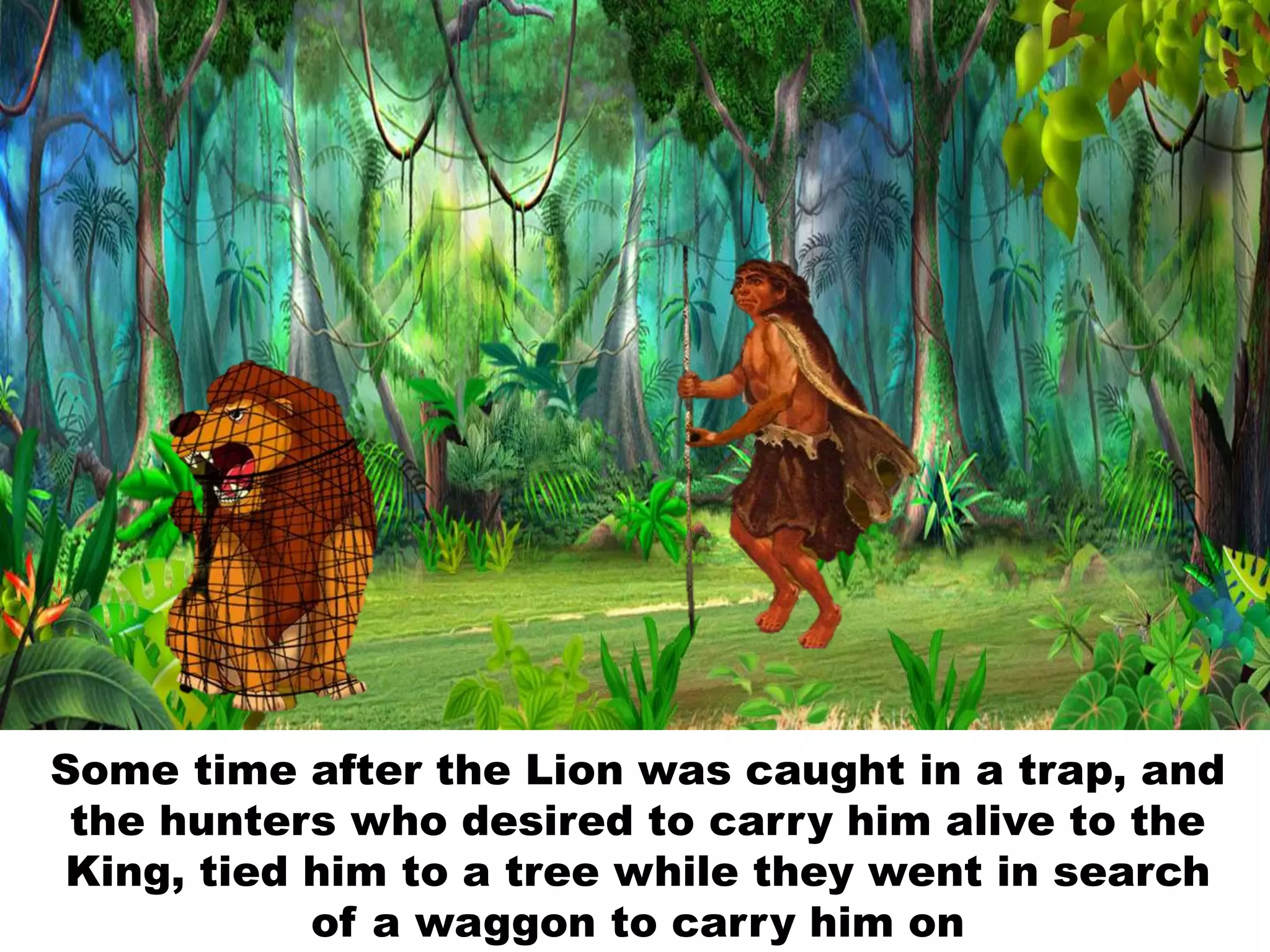 Some time after the Lion was caught in a trap, and
the hunters who desired to carry him alive to the
King, tied him to a tree while they went in search
of a waggon to carry him on