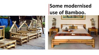 Some modernised
use of Bamboo.
 
