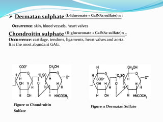  Dermatan sulphate (L-Iduronate + GalNAc sulfate) n :
Occurrence: skin, blood vessels, heart valves
Chondroitin sulphate (D-glucuronate + GalNAc sulfate)n :
Occurrence: cartilage, tendons, ligaments, heart valves and aorta.
It is the most abundant GAG.
Figure 11 Dermatan SulfateFigure 10 Chondroitin
Sulfate
 
