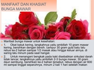 MANFAAT DAN KHASIAT
BUNGA MAWAR
 Manfaat bunga mawar untuk kesehatan:
 1. Obat batuk kering, langkahnya yaitu ambillah 10 gram mawar
kering, bersihkan dengan bersih. campur 30 gram gula batu lalu
rebus ke-2 bahan sampai 1/2 masak atau hingga keluar airnya. di
saring lalu minum pada saat hangat.
 2. Untuk menangani bengkak pada kaki disebabkan sirkulasi darah
tidak lancar, langkahnya yaitu ambillah 2-3 bunga mawar, 30 gram
daun sembung. bersihkan ke-2 bahan tersebut, rebus dengan air 600
ml sampai tinggal separuhnya. minum 2 kali 1 hari setelah makan
 