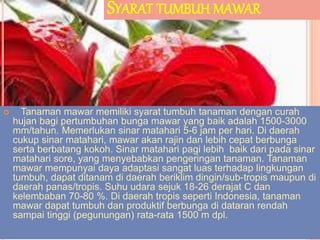 SYARAT TUMBUH MAWAR
 Tanaman mawar memiliki syarat tumbuh tanaman dengan curah
hujan bagi pertumbuhan bunga mawar yang baik adalah 1500-3000
mm/tahun. Memerlukan sinar matahari 5-6 jam per hari. Di daerah
cukup sinar matahari, mawar akan rajin dan lebih cepat berbunga
serta berbatang kokoh. Sinar matahari pagi lebih baik dari pada sinar
matahari sore, yang menyebabkan pengeringan tanaman. Tanaman
mawar mempunyai daya adaptasi sangat luas terhadap lingkungan
tumbuh, dapat ditanam di daerah beriklim dingin/sub-tropis maupun di
daerah panas/tropis. Suhu udara sejuk 18-26 derajat C dan
kelembaban 70-80 %. Di daerah tropis seperti Indonesia, tanaman
mawar dapat tumbuh dan produktif berbunga di dataran rendah
sampai tinggi (pegunungan) rata-rata 1500 m dpl.
 