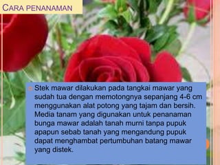 CARA PENANAMAN
 Stek mawar dilakukan pada tangkai mawar yang
sudah tua dengan memotongnya sepanjang 4-6 cm
menggunakan alat potong yang tajam dan bersih.
Media tanam yang digunakan untuk penanaman
bunga mawar adalah tanah murni tanpa pupuk
apapun sebab tanah yang mengandung pupuk
dapat menghambat pertumbuhan batang mawar
yang distek.
 