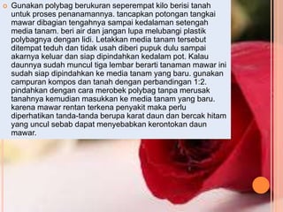  Gunakan polybag berukuran seperempat kilo berisi tanah
untuk proses penanamannya. tancapkan potongan tangkai
mawar dibagian tengahnya sampai kedalaman setengah
media tanam. beri air dan jangan lupa melubangi plastik
polybagnya dengan lidi. Letakkan media tanam tersebut
ditempat teduh dan tidak usah diberi pupuk dulu sampai
akarnya keluar dan siap dipindahkan kedalam pot. Kalau
daunnya sudah muncul tiga lembar berarti tanaman mawar ini
sudah siap dipindahkan ke media tanam yang baru. gunakan
campuran kompos dan tanah dengan perbandingan 1:2.
pindahkan dengan cara merobek polybag tanpa merusak
tanahnya kemudian masukkan ke media tanam yang baru.
karena mawar rentan terkena penyakit maka perlu
diperhatikan tanda-tanda berupa karat daun dan bercak hitam
yang uncul sebab dapat menyebabkan kerontokan daun
mawar.
 