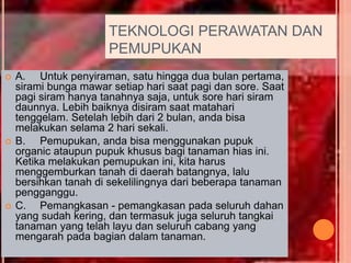 TEKNOLOGI PERAWATAN DAN
PEMUPUKAN
 A. Untuk penyiraman, satu hingga dua bulan pertama,
sirami bunga mawar setiap hari saat pagi dan sore. Saat
pagi siram hanya tanahnya saja, untuk sore hari siram
daunnya. Lebih baiknya disiram saat matahari
tenggelam. Setelah lebih dari 2 bulan, anda bisa
melakukan selama 2 hari sekali.
 B. Pemupukan, anda bisa menggunakan pupuk
organic ataupun pupuk khusus bagi tanaman hias ini.
Ketika melakukan pemupukan ini, kita harus
menggemburkan tanah di daerah batangnya, lalu
bersihkan tanah di sekelilingnya dari beberapa tanaman
pengganggu.
 C. Pemangkasan - pemangkasan pada seluruh dahan
yang sudah kering, dan termasuk juga seluruh tangkai
tanaman yang telah layu dan seluruh cabang yang
mengarah pada bagian dalam tanaman.
 