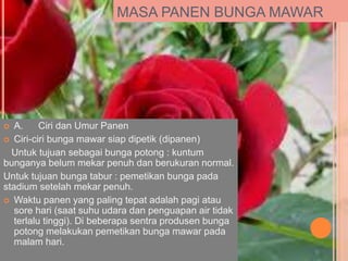 MASA PANEN BUNGA MAWAR
 A. Ciri dan Umur Panen
 Ciri-ciri bunga mawar siap dipetik (dipanen)
Untuk tujuan sebagai bunga potong : kuntum
bunganya belum mekar penuh dan berukuran normal.
Untuk tujuan bunga tabur : pemetikan bunga pada
stadium setelah mekar penuh.
 Waktu panen yang paling tepat adalah pagi atau
sore hari (saat suhu udara dan penguapan air tidak
terlalu tinggi). Di beberapa sentra produsen bunga
potong melakukan pemetikan bunga mawar pada
malam hari.
 