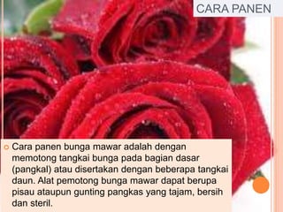 CARA PANEN
 Cara panen bunga mawar adalah dengan
memotong tangkai bunga pada bagian dasar
(pangkal) atau disertakan dengan beberapa tangkai
daun. Alat pemotong bunga mawar dapat berupa
pisau ataupun gunting pangkas yang tajam, bersih
dan steril.
 