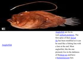 Presentation1.pptx diveristy in fishes | PPTX