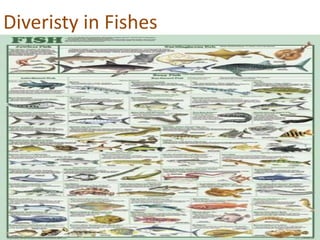 Presentation1.pptx diveristy in fishes