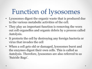 Function of lysosomes
• Lysosomes digest the organic waste that is produced due
to the various metabolic activities of the cell.
• They play an important function is removing the worn
out cell organelles and organic debris by a process called
Autolysis.
• It protects the cell by destroying any foreign bacteria or
virus that invades the cell
• When a cell gets old or damaged, lysosomes burst and
the enzymes digest their own cells. This is called as
Autolysis. Therefore, lysosomes are also referred to as
‘Suicide Bags’.
 
