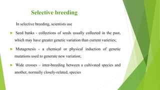 Selective breeding
In selective breeding, scientists use
 Seed banks - collections of seeds usually collected in the past,
which may have greater genetic variation than current varieties;
 Mutagenesis - a chemical or physical induction of genetic
mutations used to generate new variation;
 Wide crosses – inter-breeding between a cultivated species and
another, normally closely-related, species
 