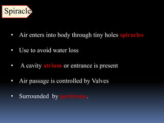 • Air enters into body through tiny holes spiracles
• Use to avoid water loss
• A cavity atrium or entrance is present
• Air passage is controlled by Valves
• Surrounded by peritreme.
Spiracles
 