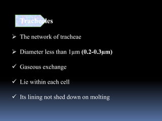 Tracheoles
 The network of tracheae
 Diameter less than 1µm (0.2-0.3µm)
 Gaseous exchange
 Lie within each cell
 Its lining not shed down on molting
 