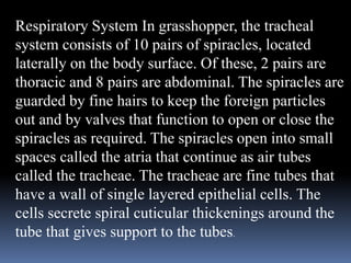 Respiratory System In grasshopper, the tracheal
system consists of 10 pairs of spiracles, located
laterally on the body surface. Of these, 2 pairs are
thoracic and 8 pairs are abdominal. The spiracles are
guarded by fine hairs to keep the foreign particles
out and by valves that function to open or close the
spiracles as required. The spiracles open into small
spaces called the atria that continue as air tubes
called the tracheae. The tracheae are fine tubes that
have a wall of single layered epithelial cells. The
cells secrete spiral cuticular thickenings around the
tube that gives support to the tubes.
 