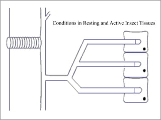 Conditions in Resting and Active Insect Tissues
 