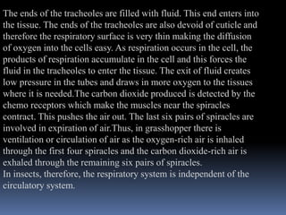 The ends of the tracheoles are filled with fluid. This end enters into
the tissue. The ends of the tracheoles are also devoid of cuticle and
therefore the respiratory surface is very thin making the diffusion
of oxygen into the cells easy. As respiration occurs in the cell, the
products of respiration accumulate in the cell and this forces the
fluid in the tracheoles to enter the tissue. The exit of fluid creates
low pressure in the tubes and draws in more oxygen to the tissues
where it is needed.The carbon dioxide produced is detected by the
chemo receptors which make the muscles near the spiracles
contract. This pushes the air out. The last six pairs of spiracles are
involved in expiration of air.Thus, in grasshopper there is
ventilation or circulation of air as the oxygen-rich air is inhaled
through the first four spiracles and the carbon dioxide-rich air is
exhaled through the remaining six pairs of spiracles.
In insects, therefore, the respiratory system is independent of the
circulatory system.
 